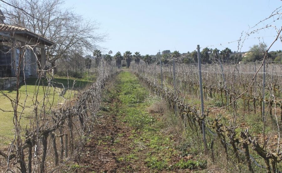 Alcúdia/Can Picafort: Guided Vineyard Visit and Wine Tasting - Getting There From Alcúdia, Playa Muro, or Can Picafort