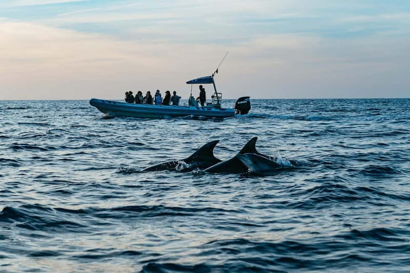 Alcudia or Can Picafort: Dolphin-Watching Cruise - Key Things That Make This Cruise Worth It
