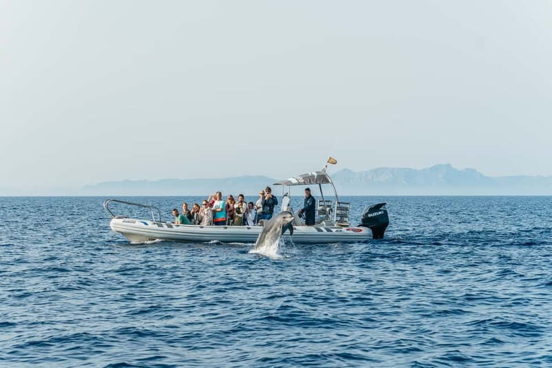 Alcudia or Can Picafort: Dolphin-Watching Cruise - Sea Caves Stop: Something to Watch Even When the Sea is Quiet