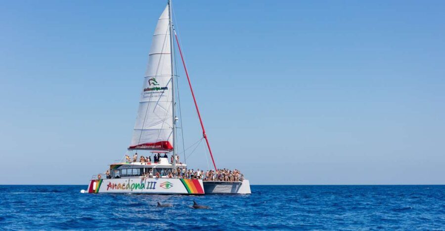 Alcudia: Sunset Catamaran Tour with Dinner and Snorkeling - Life Afloat on the Catamaran: Views, Crew, and On-Board Vibes