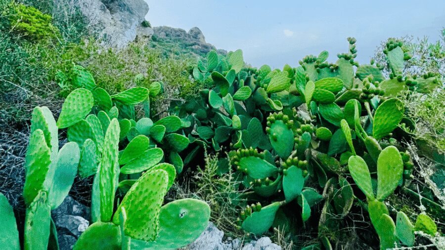 Cala Millor: "Cavemen", cave on a mountain,fun game and hike - Viewpoints: the payoff between puzzles