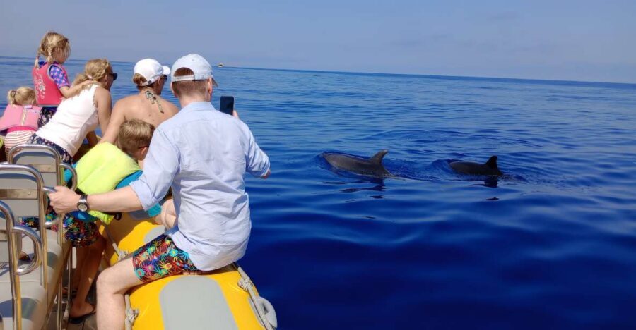 Can Picafort: Dolphin Watching Boat Tour with Swimming - Dolphins in the wild: why Can Picafort works so well