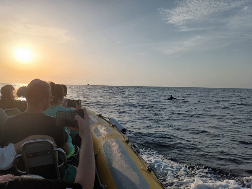 Can Picafort: Dolphin Watching Boat Tour with Swimming - Sunrise and northern coastline views you can’t really fake