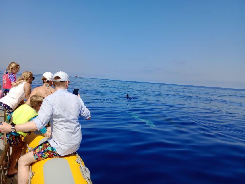 Can Picafort: Dolphin Watching Boat Tour with Swimming - The cave and cove stop: where the scenery turns into a swim plan