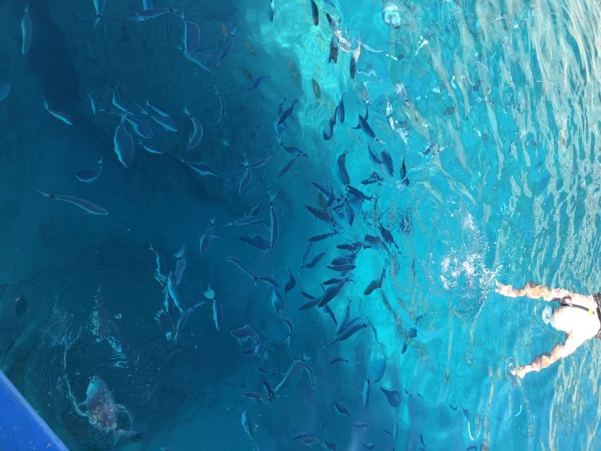 Can Picafort: Dolphin Watching Boat Tour with Swimming - The 3-hour flow: fast boat to dolphin search, then coast stops