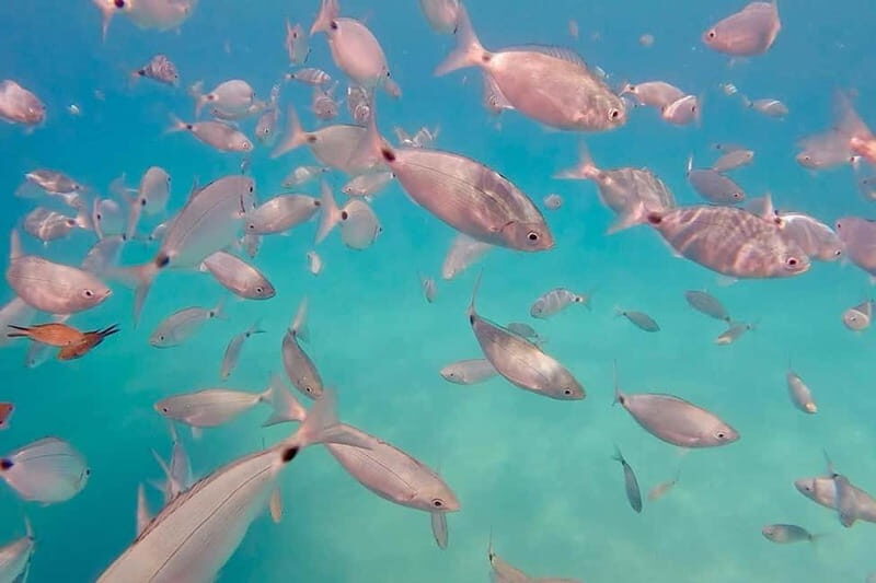 Can Picafort: Private Boattrip - Snorkeling-Beach- Caves - Key things to know before you go