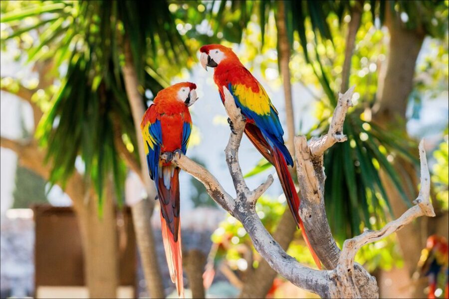 Costa d'en Blanes: Entry Ticket for Marineland Mallorca - Sea Lions and Exotic Birds: More Than One Style of Show
