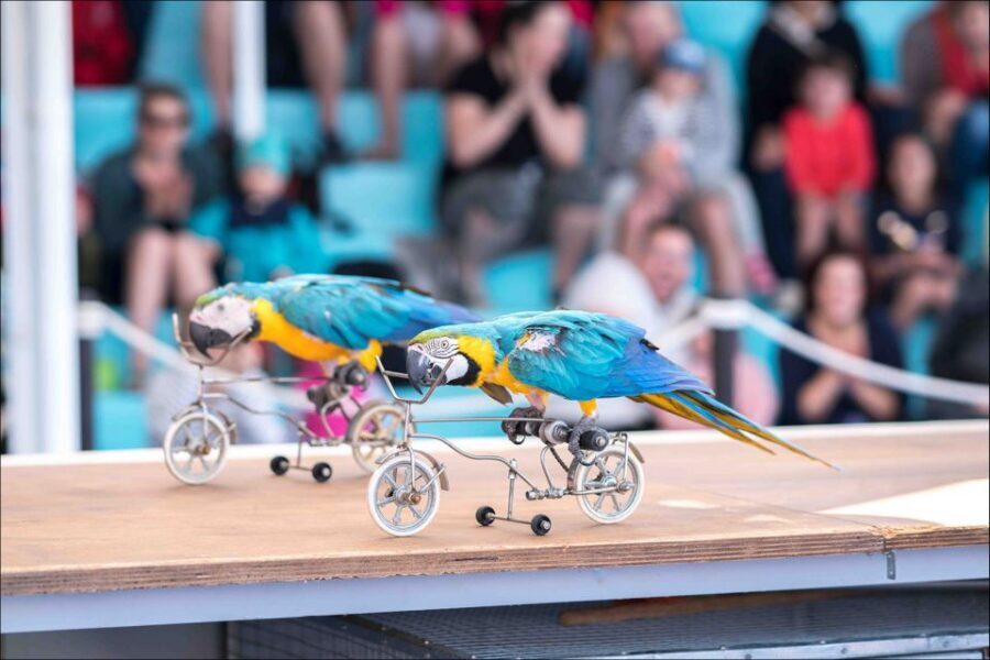 Costa d'en Blanes: Entry Ticket for Marineland Mallorca - Aviary Time: Flamingos and Humboldt Penguins