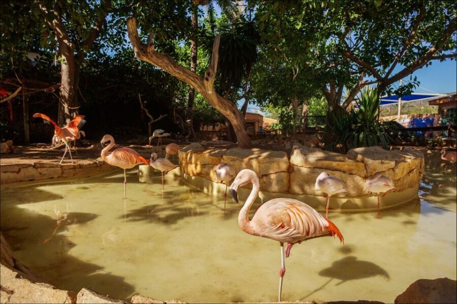 Costa d'en Blanes: Entry Ticket for Marineland Mallorca - What Your One-Day Ticket Actually Includes