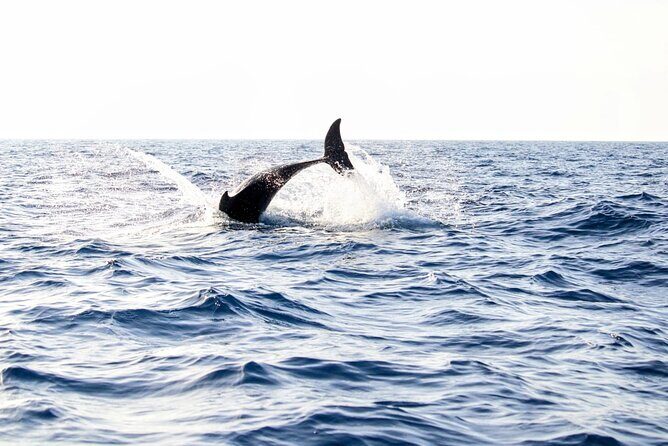 Dolphin watching by boat - Dolphin Watching Key Highlights (Cap de Formentor Style)
