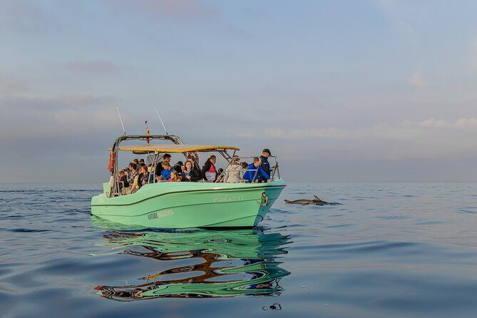 Dolphin watching by boat - Time on the Water: Boat Comfort, Toilet Access, and the Practical Stuff