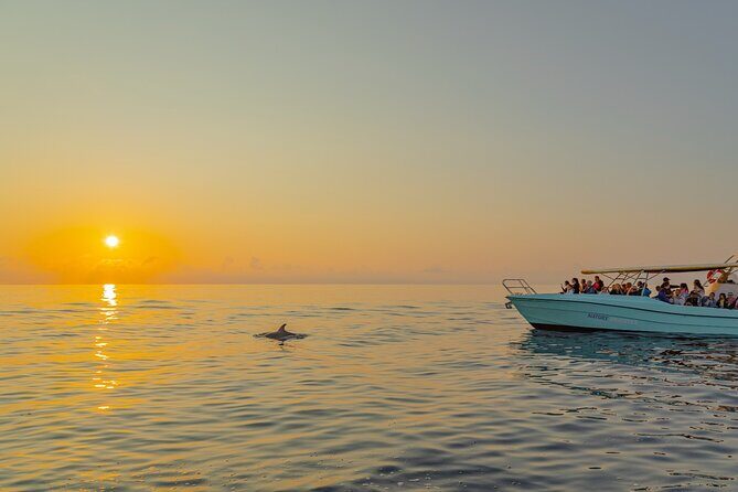 Dolphin watching by boat - Who This Tour Fits Best (And Who Might Feel It’s Not Their Thing)