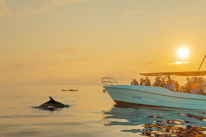 Dolphin watching by boat - Cap de Formentor Stop: What Dolphin Watching Looks Like in Real Life