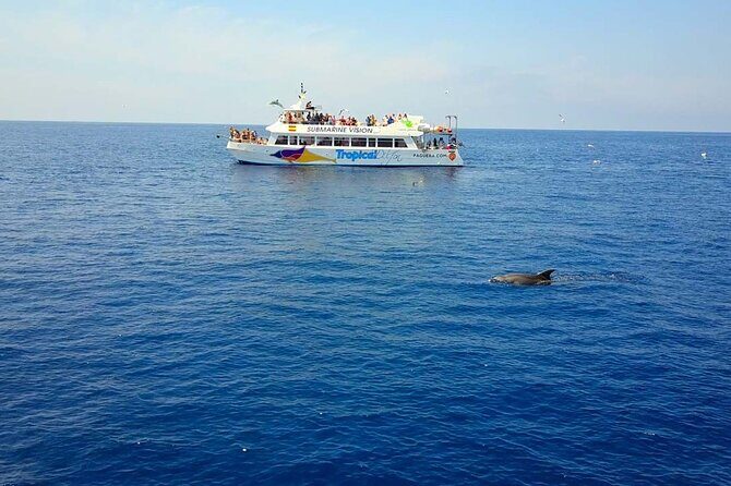 Dolphin Watching in Mallorca (Paguera) - Key things to know before you go