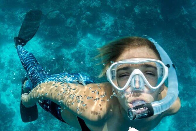 Dolphin Watching in Mallorca (Paguera) - Camp de Mar: a shorter bay swim stop with flexible timing
