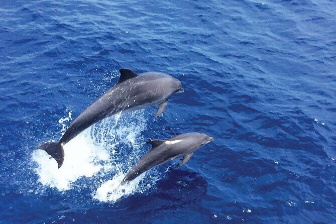 Dolphin Watching in Mallorca (Paguera) - Who this trip suits best (and who should think twice)