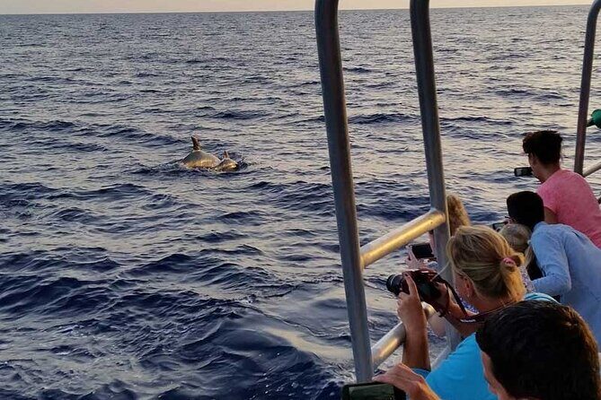 Dolphin Watching in Mallorca (Paguera) - The Peguera stretch: dolphin search plus a swim in clear water