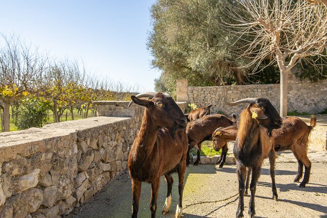 Els Calderers House Museum in Mallorca - The farmyard factor: animals outside and what to expect