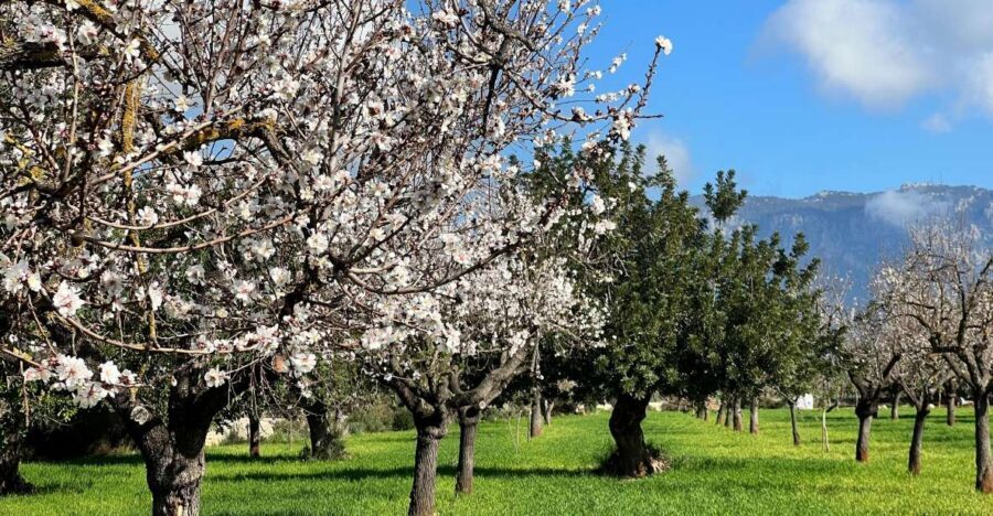 Embrace the enchantment of Mallorca's almond blossom season - Key things to look forward to