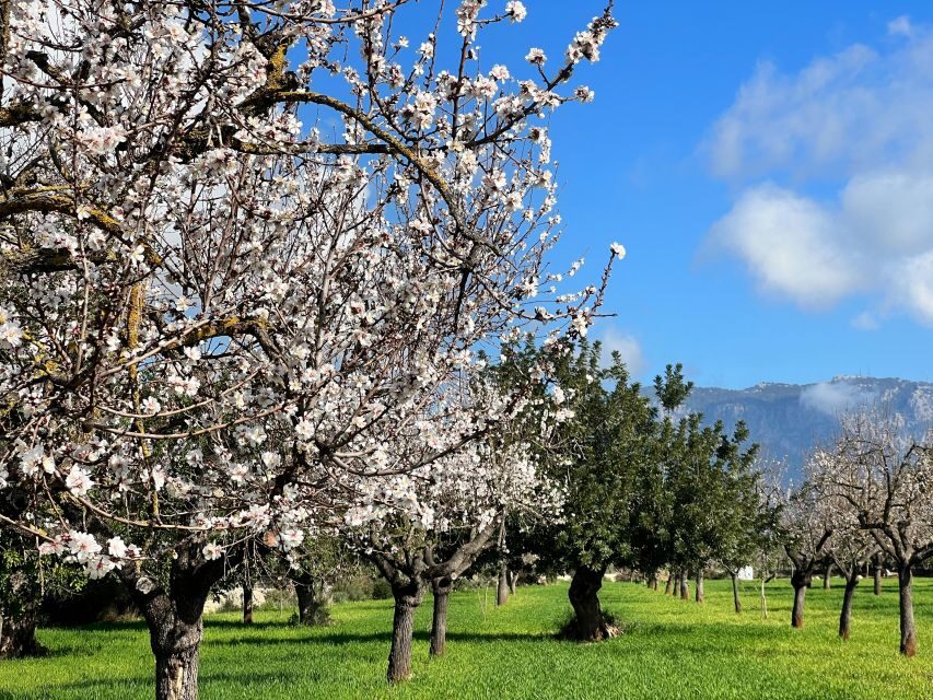 Embrace the enchantment of Mallorca's almond blossom season - Esporles almond groves: where the blossoms meet the countryside