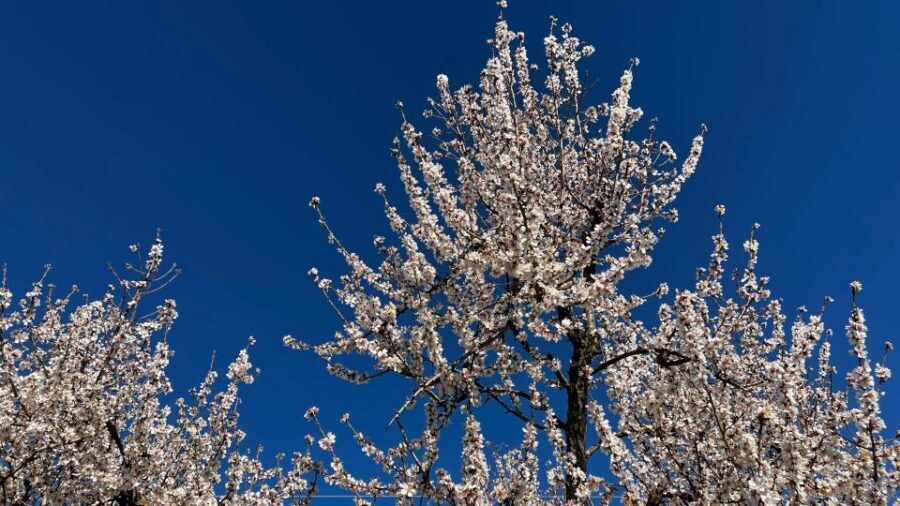 Embrace the enchantment of Mallorca's almond blossom season - Palma pickup and the Tramuntana foothills drive