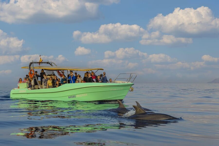 From Alcudia: Sunrise Dolphin Watching Boat Tour - Key things I’d circle in advance