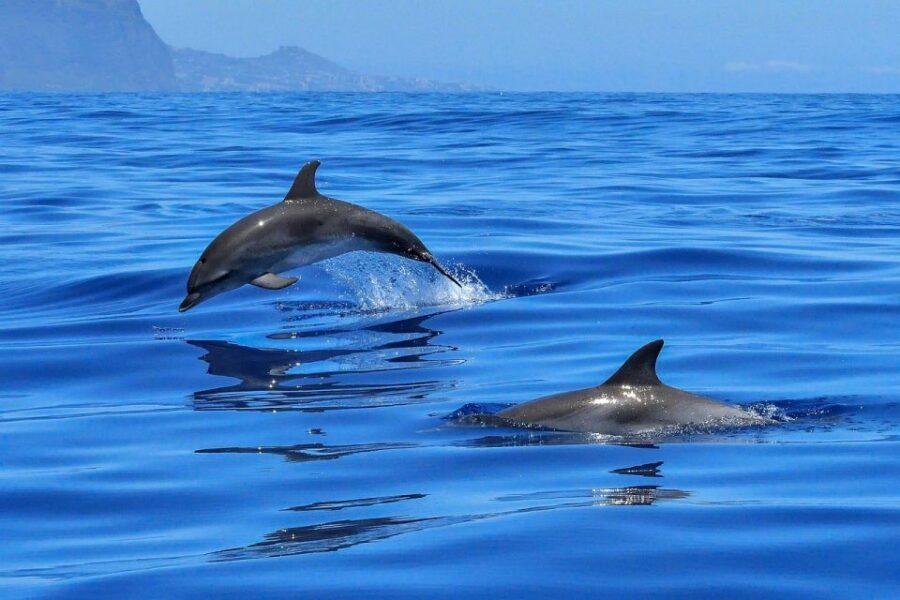 From Alcudia: Sunrise Dolphin Watching Boat Tour - Sunrise Dolphin Watching in Alcúdia Bay: the vibe in plain terms