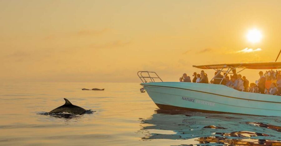 From Alcudia: Sunrise Dolphin Watching Boat Tour - Port d’Alcúdia: check-in, safety briefing, and the first sailing stretch