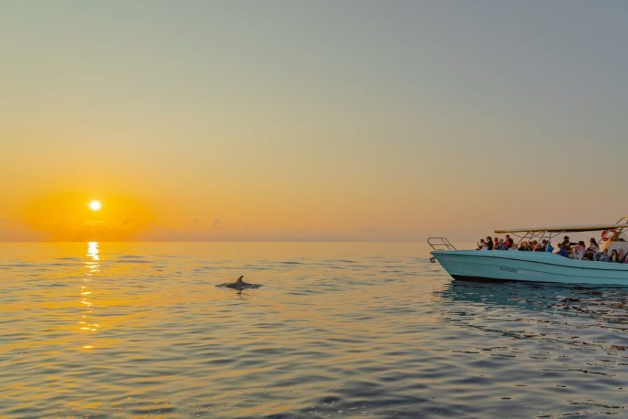 From Alcudia: Sunrise Dolphin Watching Boat Tour - Sunrise at sea: the timing rule you can’t ignore