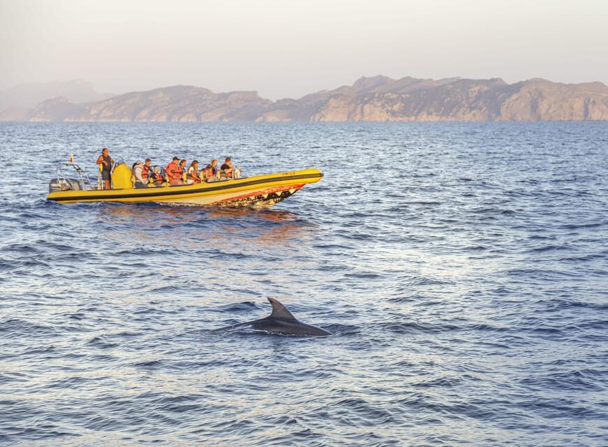 From Alcudia: Sunrise Dolphin Watching Boat Tour - Conservation and the tip: respect is part of the product