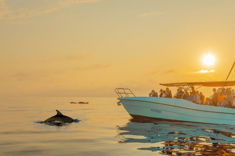 From Alcudia: Sunrise Dolphin Watching Boat Tour - Getting to the port: Alcúdia or Can Picafort pickup, then a 40-minute coach ride