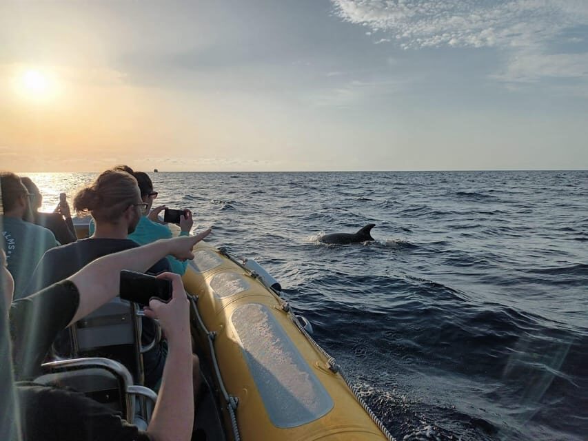 From Can Picafort: Dolphin Watching and Cave Boat Trip - Should You Book It? My Practical Recommendation