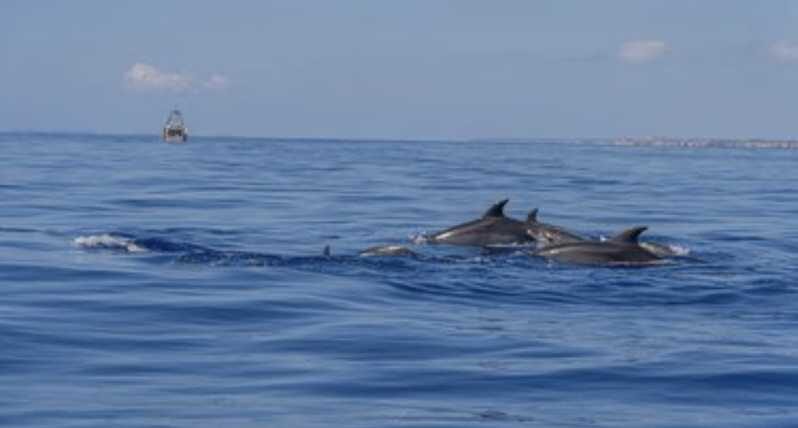 From Can Picafort: Dolphin Watching and Cave Boat Trip - Why The North Coast Route From Can Picafort Feels Special