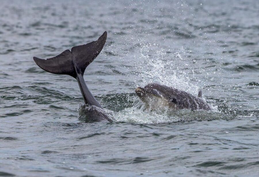 From Can Picafort: Dolphin Watching and Cave Boat Trip - Onboard Comfort and Safety: Small Boat Reality Check