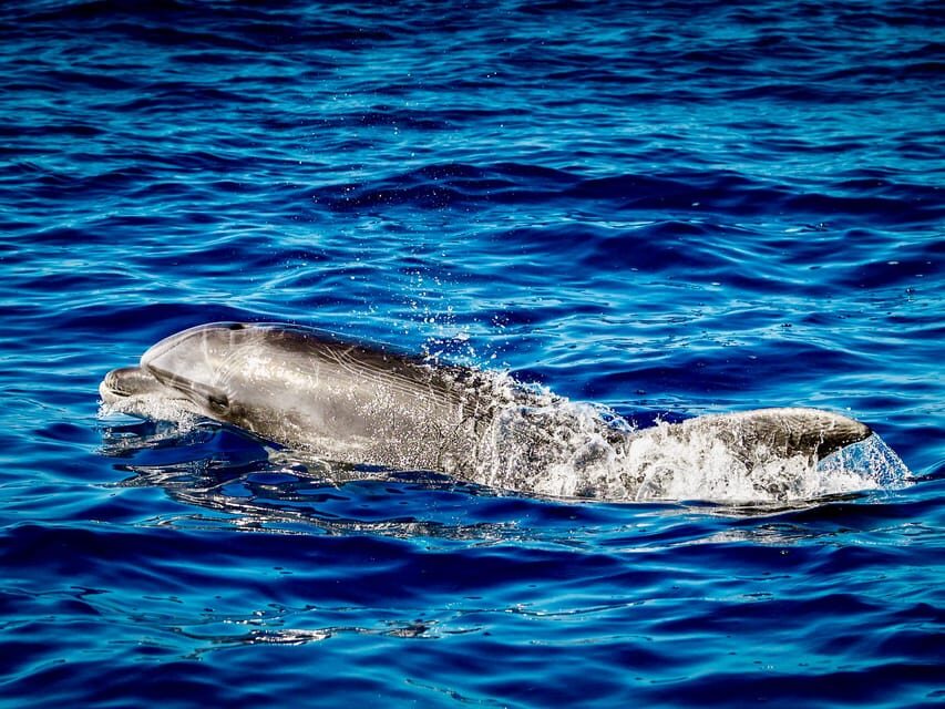 From Can Picafort: Dolphin Watching and Cave Boat Trip - Who Should Book This Dolphin Watching and Cave Trip (and who shouldn’t)