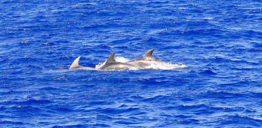 From Palma: 3-Hour Morning Dolphin Watching Boat Tour - Should you book the Palma morning dolphin tour?