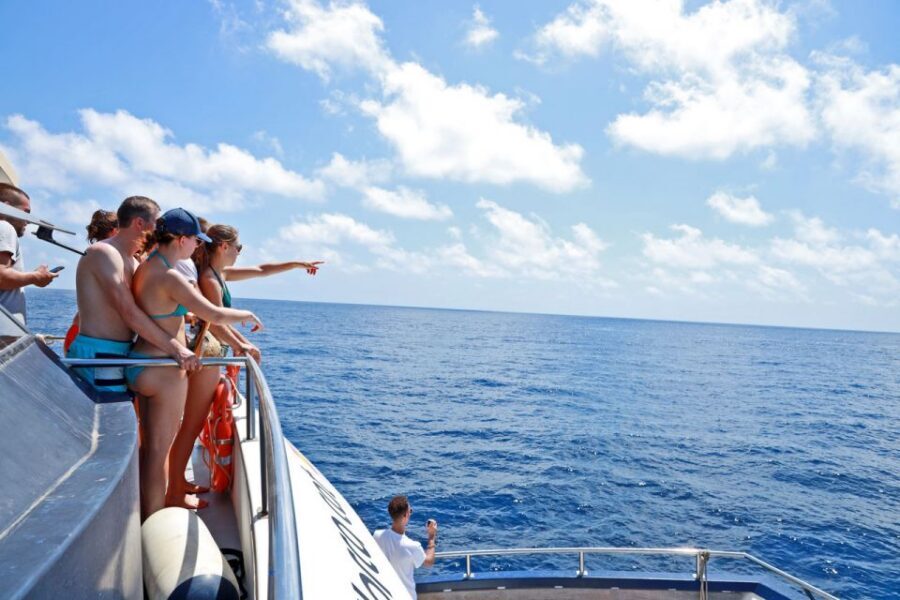 From Palma: 3-Hour Morning Dolphin Watching Boat Tour - Onboard comfort: bar service, shaded seats, and toilet access