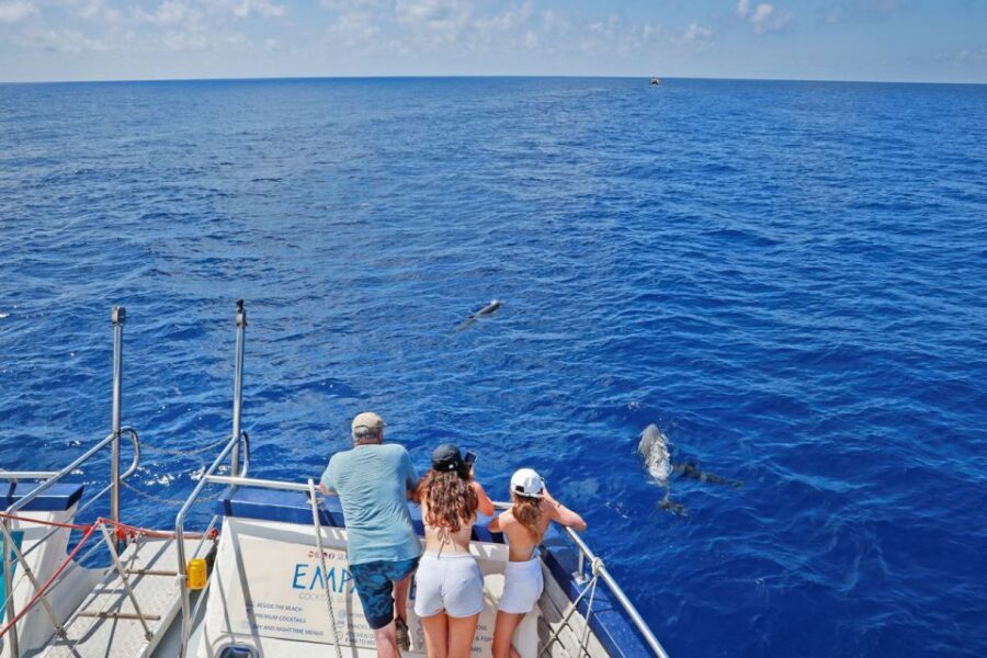 From Palma: 3-Hour Morning Dolphin Watching Boat Tour - Who should book this tour, and who should skip