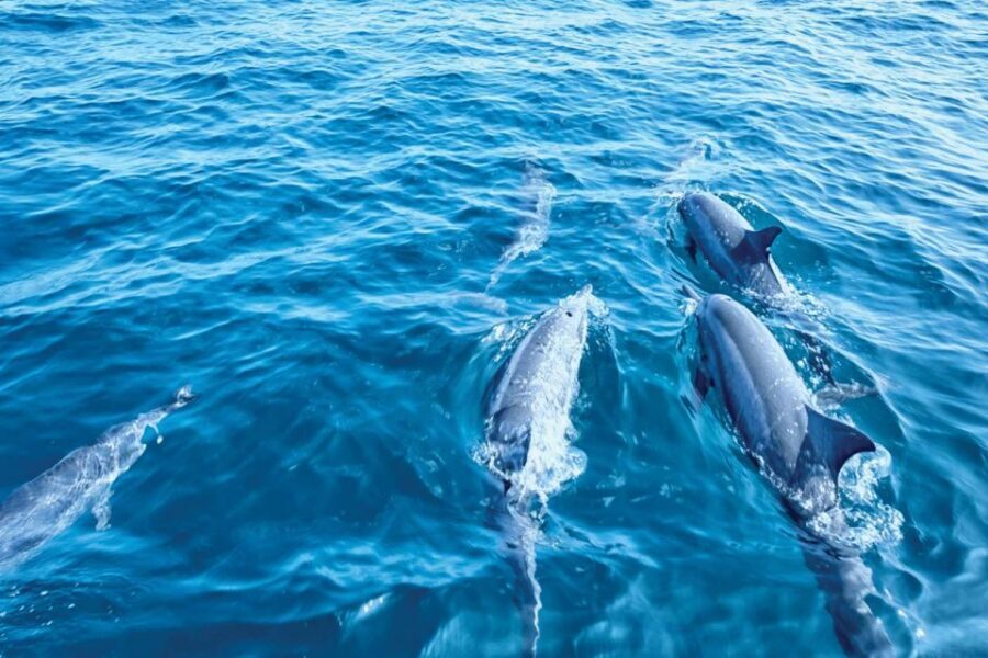 From Palma: 3-Hour Morning Dolphin Watching Boat Tour - Responsible boating and environmental notes that actually matter