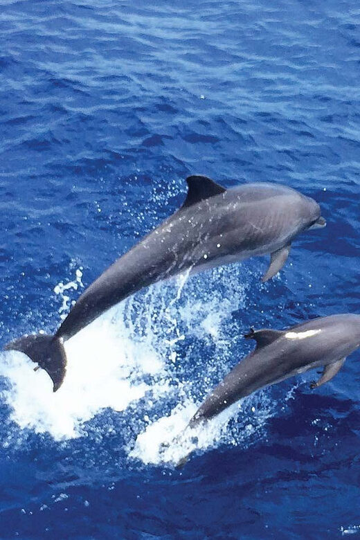 From Palma: Afternoon Dolphin-Watching Boat Tour - Price and value: is $63 worth it in Mallorca?