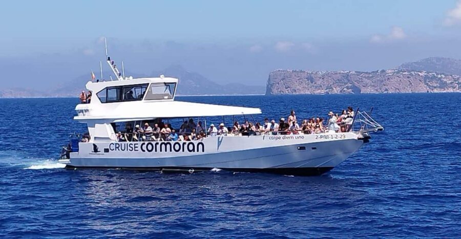 From Palma: Afternoon Dolphin-Watching Boat Tour - How the dolphin spotting really feels in Palma Bay