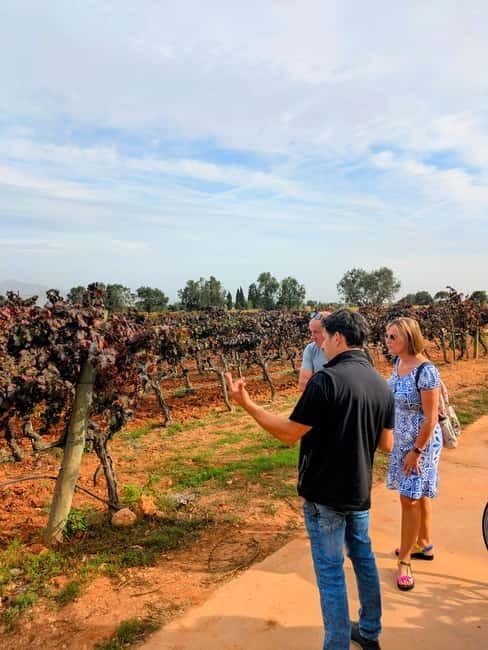 From Palma de Mallorca: Private Wine and Local Flavors Tour - Quick reasons this tour gets high marks
