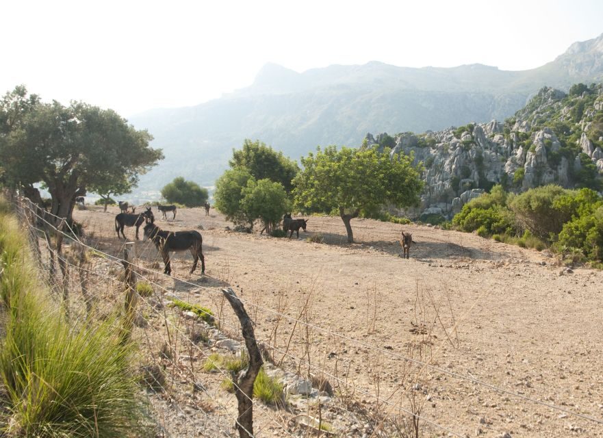 From Palma: Serra Tramuntana and Lluc Monastery Guided Tour - Port de Soller tram and the Soller wooden train: local transport as entertainment