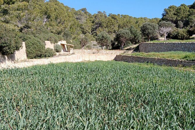 Guided Kayak & Hike from Sant Elm to Sa Dragonera - Paddling to Sa Dragonera: The Protected Island From a New Angle