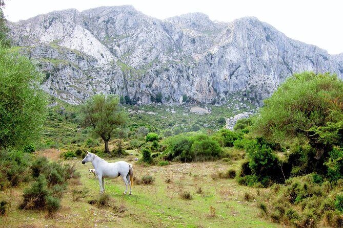 Hiking Private Tour in Pollensa - Torrent de Pareis: When the Guide Turns a Hike into a Skill Test