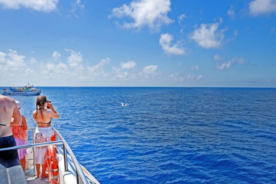 Mallorca: 2-Hour Dolphin Watching Cruise & Glass-Bottom Boat - Glass-bottom views: worth it, but manage expectations