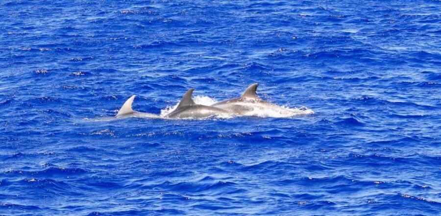 Mallorca: 3-Hour Afternoon Dolphin Watching Boat Tour - Key highlights to know before you go