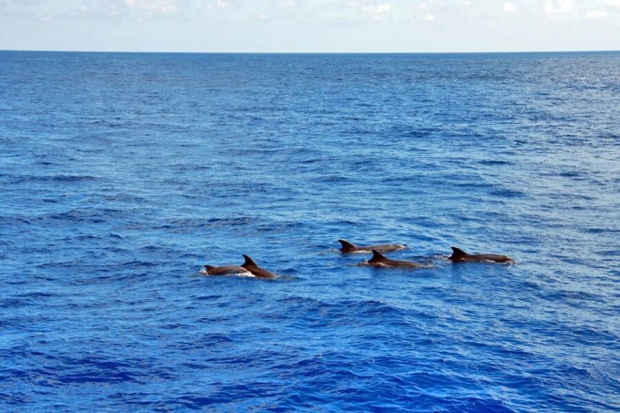 Mallorca: 3-Hour Afternoon Dolphin Watching Boat Tour - Getting to the Boat: Santa Ponsa or Paguera in Real Life