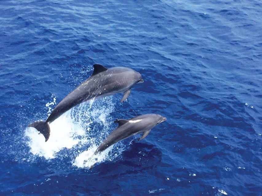 Mallorca: 3-Hour Afternoon Dolphin Watching Boat Tour - Dolphin Watching That Feels Like a Mission (But Still Relaxed)