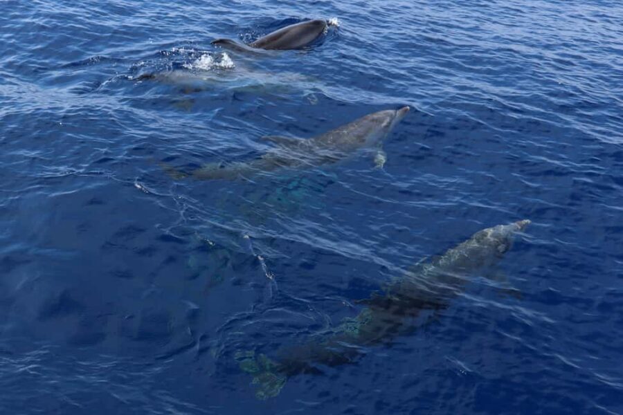 Mallorca: 3-Hour Afternoon Dolphin Watching Boat Tour - The Swim Stop: Crystal Water Time and Snorkel Gear on Tap